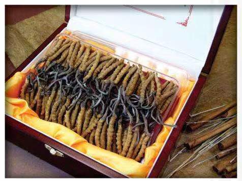 额敏冬虫夏草回收